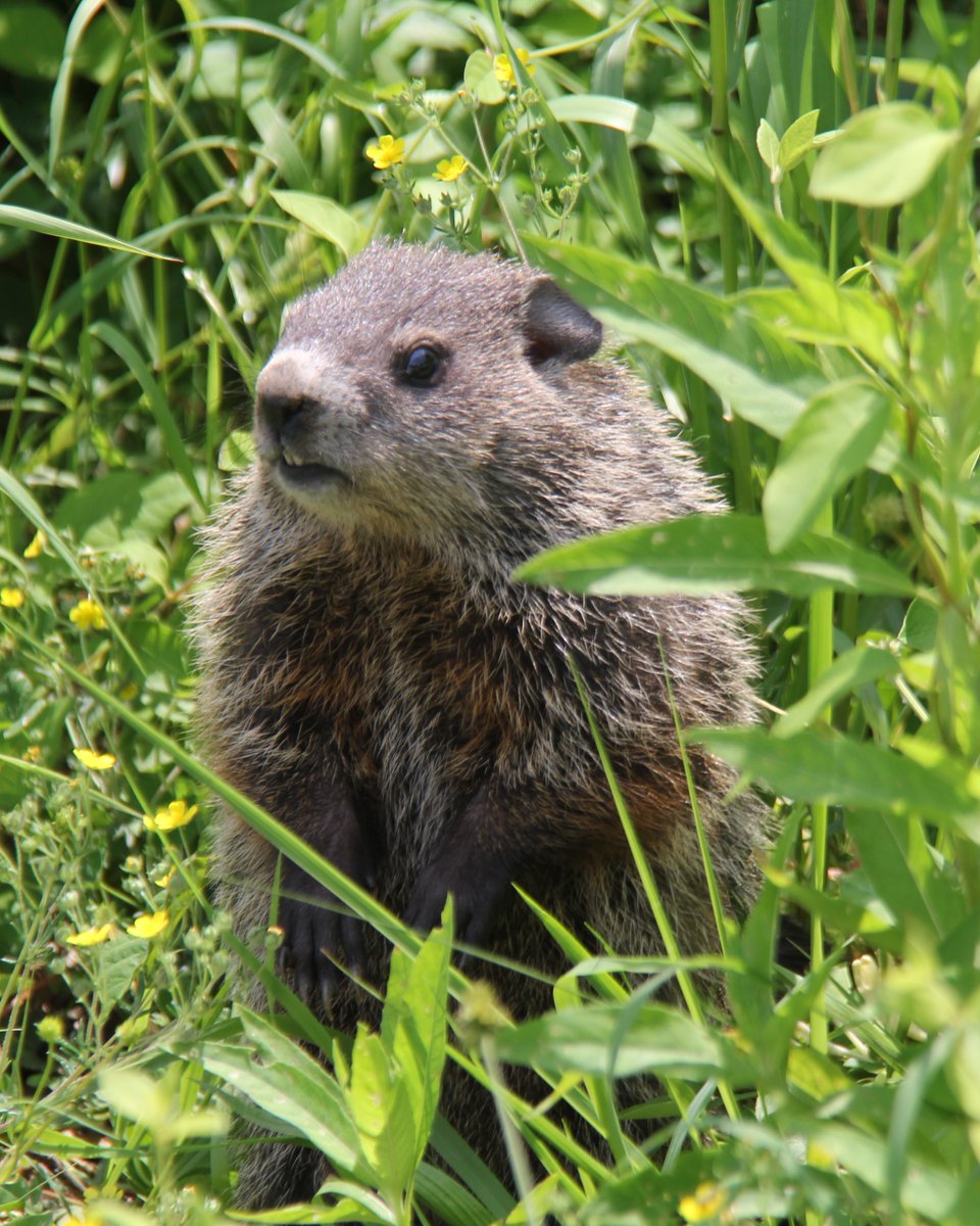 @DailyPicTheme2 This little fellow was so surprised to see me, that I was able to take his #portrait. #GroundhogDay