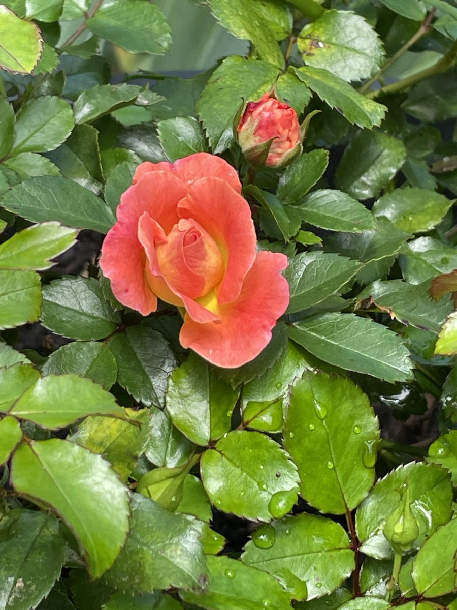 My roses blooming on #LongIsland, NY! Hooah!