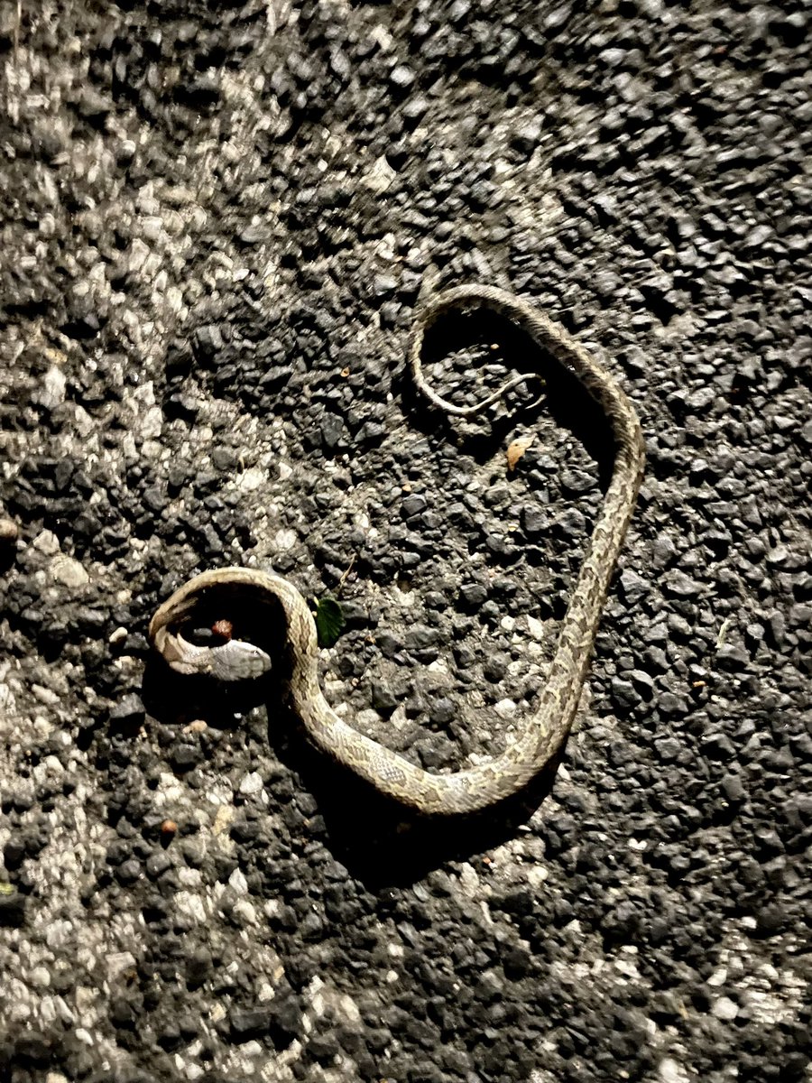 Slightly unpleasant find on the mean streets of Cherrywood.