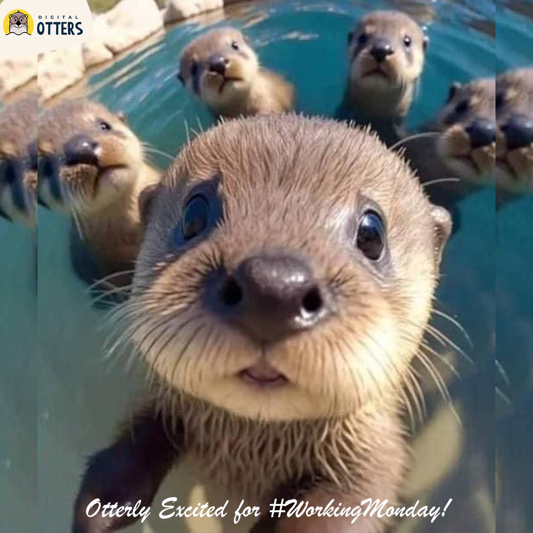 DigitalOtters's tweet photo. Otterly excited for #WorkingMonday! Let's tackle the week together with a splash of productivity and otter cuteness!

#DigitalOtters #WorkingMonday https://t.co/zfWZoAfg8U