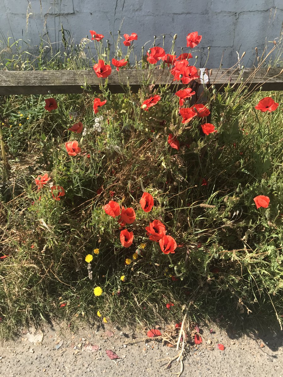 Beautiful wild poppies.