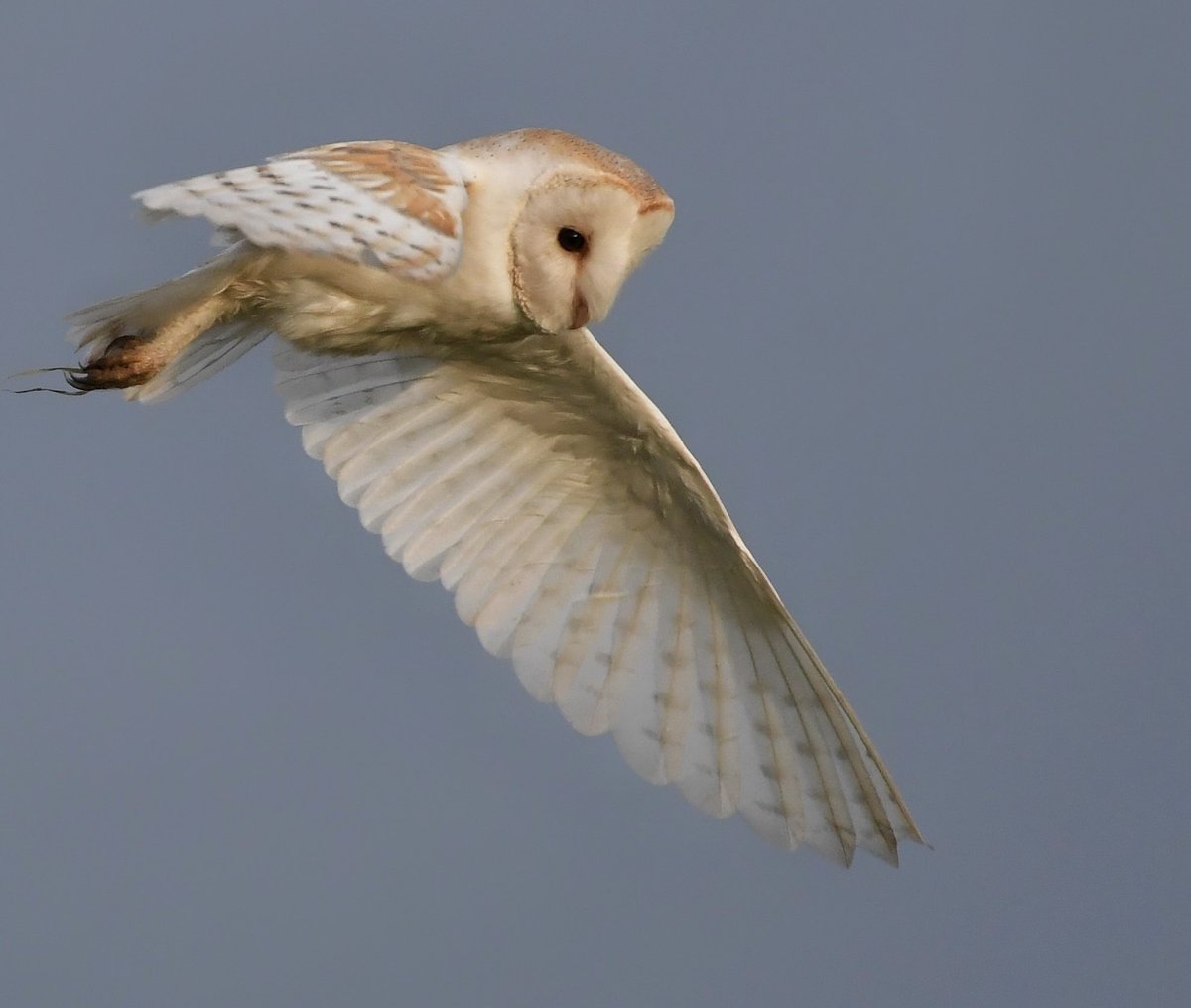 Barn Owl ~ Somerset Levels
