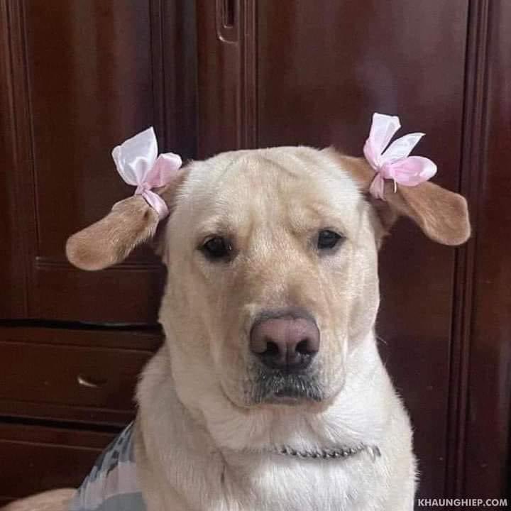 💖 (@twaniimals) on Twitter photo 