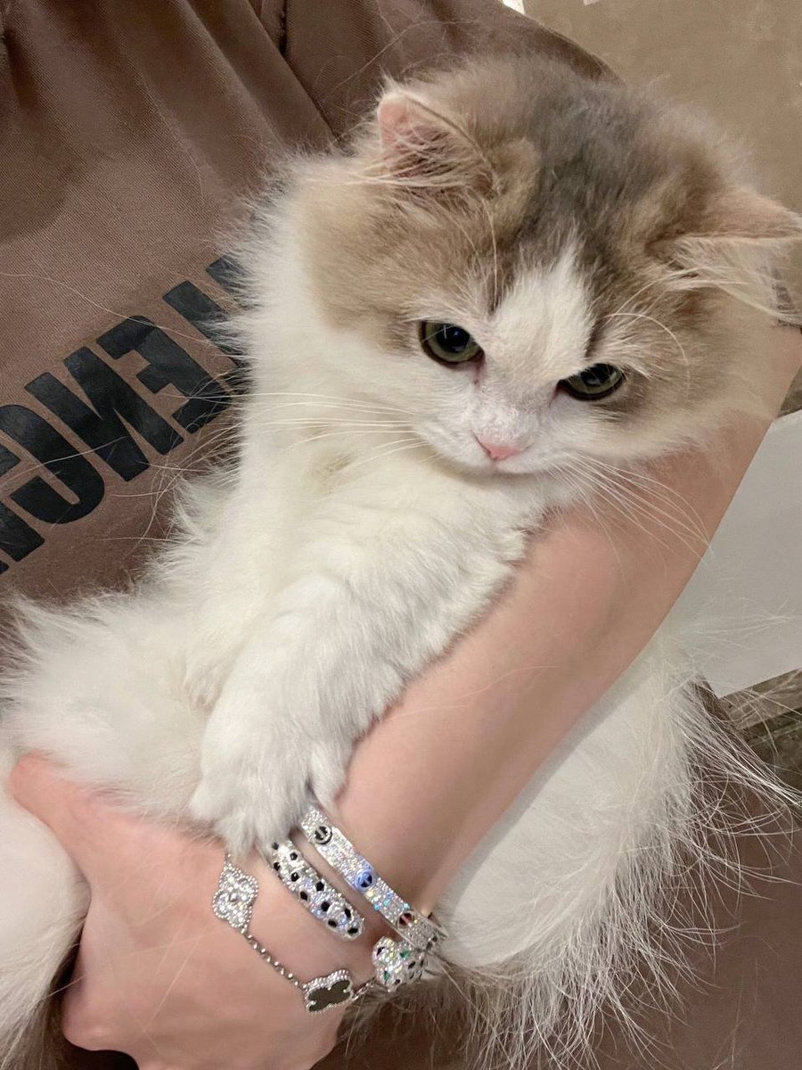ray_nadiya's tweet photo. On my happy super sunday, I'm spending the day with a cute kitty .Is my kitty adorable?
#Pusicat
#Suppersunday https://t.co/Zf8akE7SSj