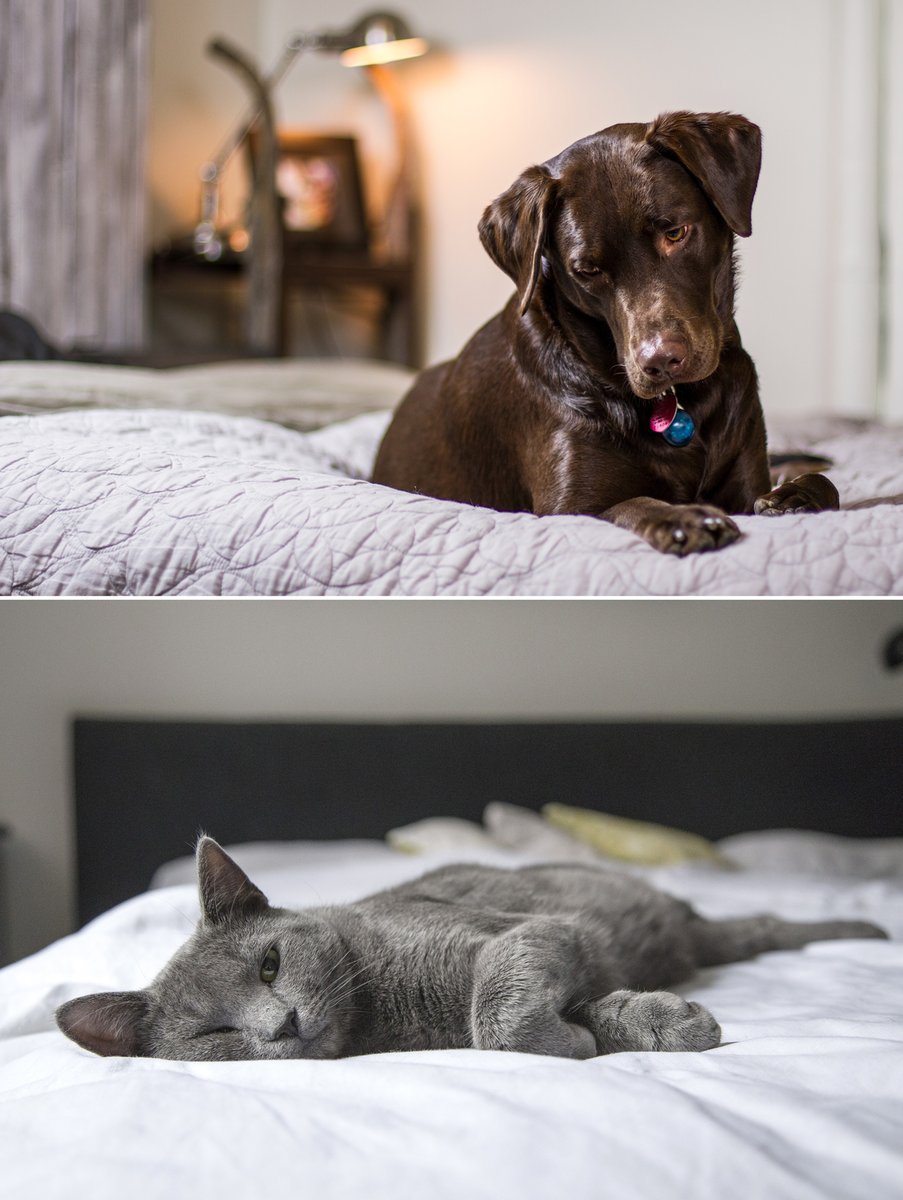 Which furry friend would you rather come home to?

#JenniThompson #JenniThompsonRealtor #OakwoodRealtor #DaytonRealtor #OakwoodOH #Dayton #LuxeOmni #RealEstate #PeopleBeforeProfits #ClientsBeforeCommissions facebook.com/10594977436026…