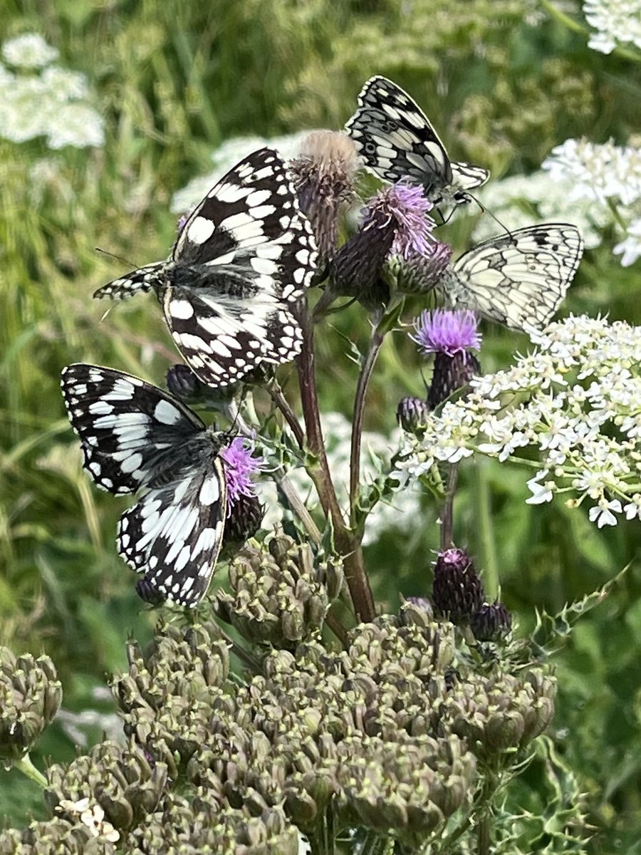 philliphubbert's tweet photo. Good numbers of Marbled White Ancaster valley this weekend https://t.co/QCfW3RgiRh