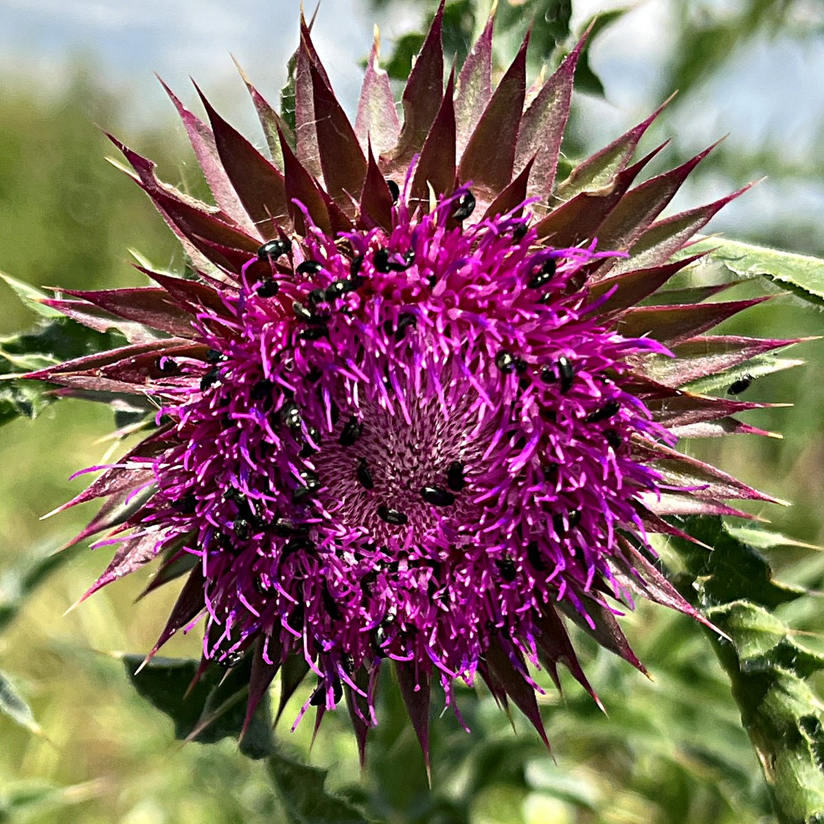 Caption here should be 'Pollen beetles gathering in the Suffolk Breckland' but for #WildflowerHour #thistles challenge let's just call it a Musk Thistle, Carduus nutans.
