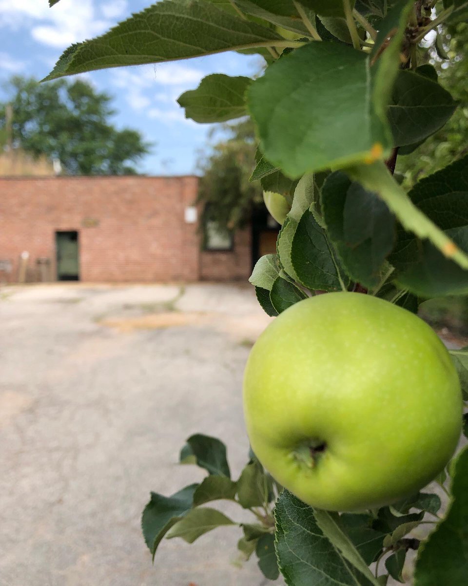 blackbearcider's tweet photo. BIG THINGS HAPPENING!!!
Toured a property last week, and look what we found! Could this be a sign?! Needs a little TLC, but isn’t she a beauty?! 🍎🤞
#finally #mogrown #stlmade #cider #pickcider #mocider #moapples #applegrowing #cidermaking #cidery #cheers https://t.co/sCDDnDW2eF