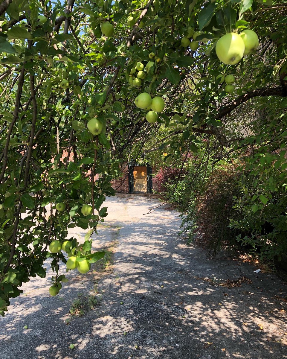 blackbearcider's tweet photo. BIG THINGS HAPPENING!!!
Toured a property last week, and look what we found! Could this be a sign?! Needs a little TLC, but isn’t she a beauty?! 🍎🤞
#finally #mogrown #stlmade #cider #pickcider #mocider #moapples #applegrowing #cidermaking #cidery #cheers https://t.co/sCDDnDW2eF