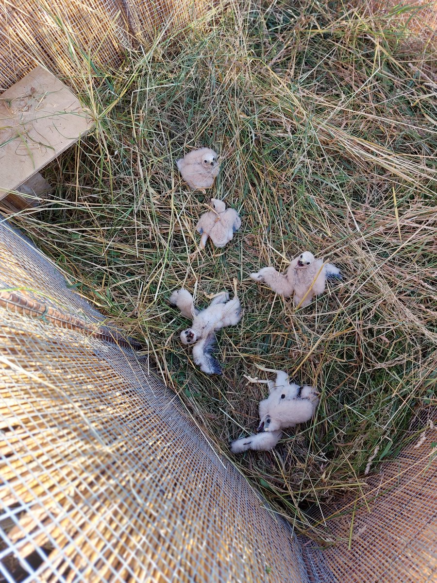 #Ornitho ou #Chasse
J'ai choisi de faire les deux 🤷‍♂️

Dernière intervention d'une longue journée sur le terrain 😇

5 jeunes protégés avec une cage sur fond 👍

Du busard cendré en pleine forme 😁
Moi, par contre, je suis cuit 😅

#Biodiversité #Nature 
#IlsSachentNousChassons