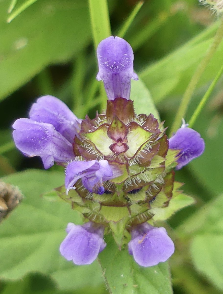 Selfheal, a favourite of ours, for #WildflowerHour ...