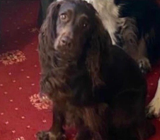 bringroohome's tweet photo. This is Roo who  DISAPPEARED INTO THIN AIR 10 MINS AFTER ESCAPING OUT THE KITCHEN DOOR on Sat 13 May! Last seen #A513 #B79  Her family are distraught please retweet and join in TWITTERSTORM SUN 25 JUNE 8-9PM #bringroohome @KensingtonRoyal @bbcmtd @bbcwm @SAMPAuk_ @DogLostUK https://t.co/rSNWxq8Es9