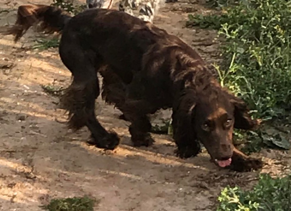 bringroohome's tweet photo. This is Roo who  DISAPPEARED INTO THIN AIR 10 MINS AFTER ESCAPING OUT THE KITCHEN DOOR on Sat 13 May! Last seen #A513 #B79  Her family are distraught please retweet and join in TWITTERSTORM SUN 25 JUNE 8-9PM #bringroohome @KensingtonRoyal @bbcmtd @bbcwm @SAMPAuk_ @DogLostUK https://t.co/rSNWxq8Es9
