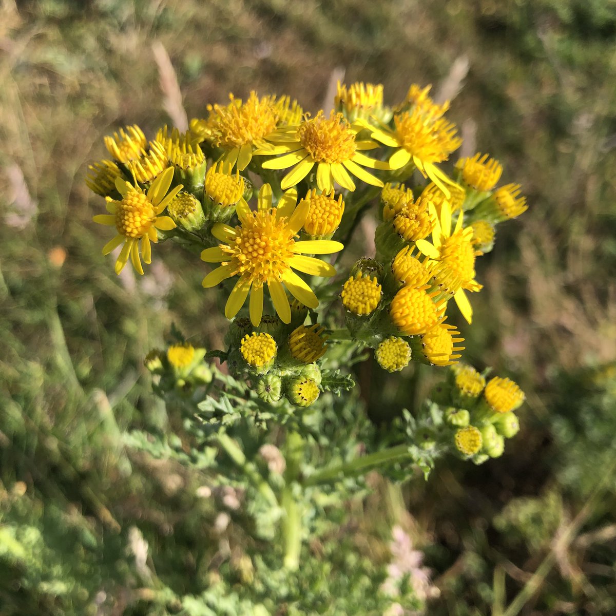 WildGloweth's tweet photo. The Ragwort is back in bloom bringing with it the Cinnabar moths and caterpillars 🐛   #WildflowerHour #wildflowers #moths #caterpillars #Cornwall @BSBIbotany @wildflower_hour @Cornwall_BC https://t.co/CjIqn6HuDv