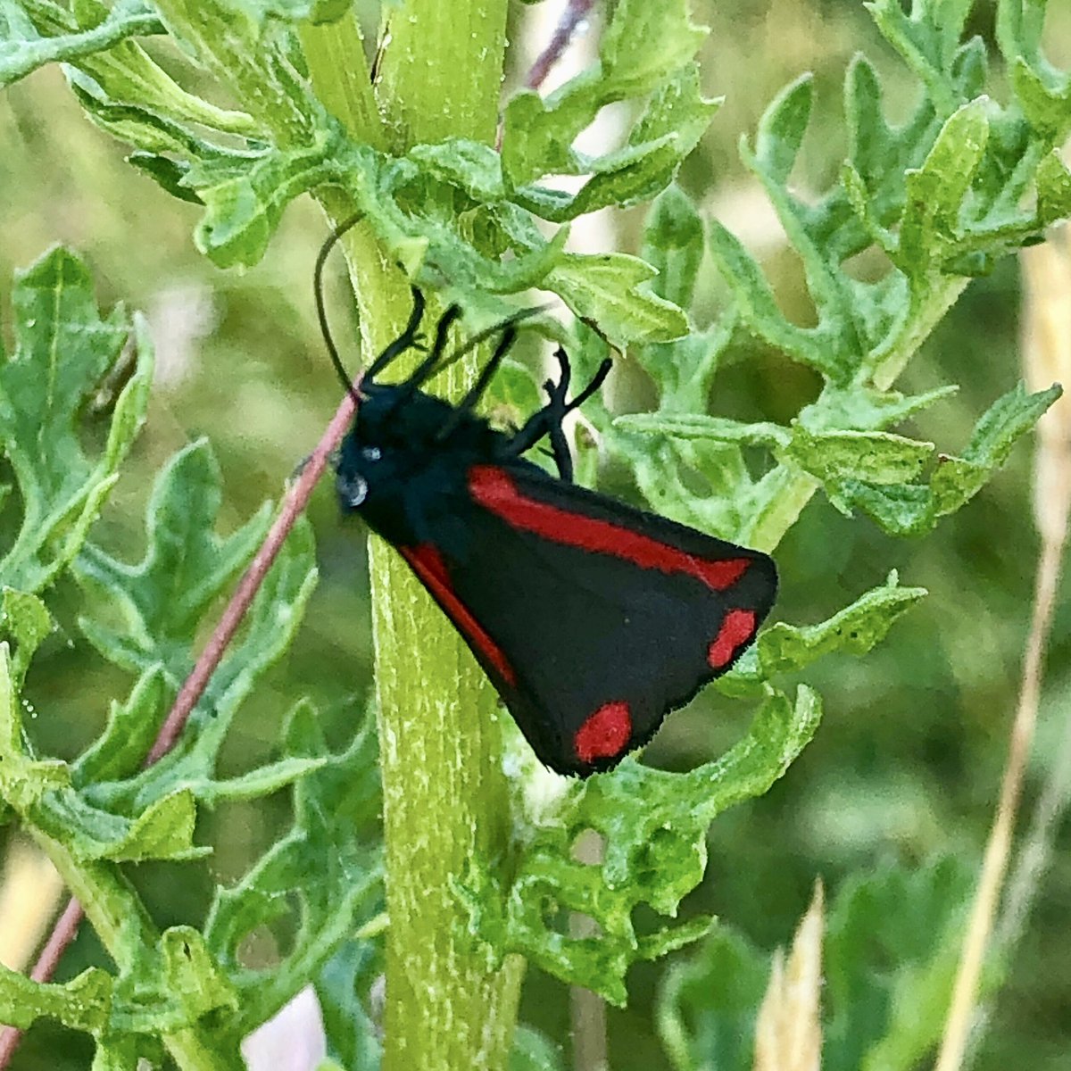 WildGloweth's tweet photo. The Ragwort is back in bloom bringing with it the Cinnabar moths and caterpillars 🐛   #WildflowerHour #wildflowers #moths #caterpillars #Cornwall @BSBIbotany @wildflower_hour @Cornwall_BC https://t.co/CjIqn6HuDv