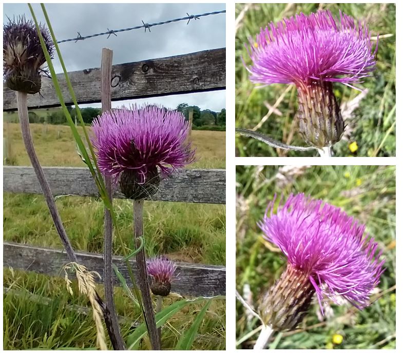 Treebeard_793's tweet photo. #wildflowerhour #Thistles Oft maligned for being the symptom (note not the cause) of poor management or underlying ecological issues. Or, as on the case of the beautiful Melanchology Thistle, an important indicator species. MG3 Northern #haymeadow #Swindale @WildHaweswater https://t.co/MZRLYS4o10