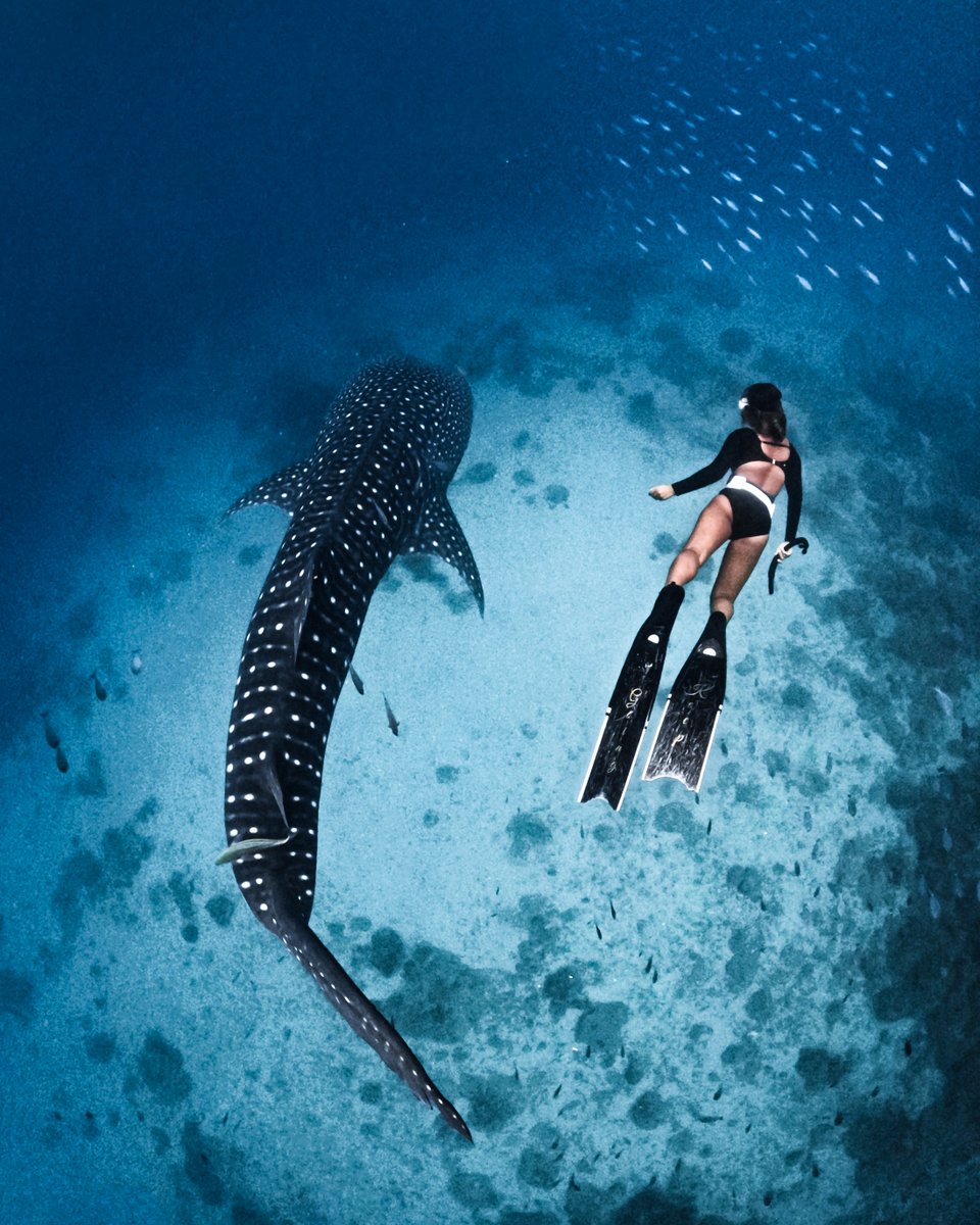 Photo of the Day: Making new friends 🐋 #GoProAwards recipient Charm Segales snapped this special moment with #GoProHERO11 Black + took home $250 for submitting to GoPro Awards.

#GoPro #Diving #FreeDiving #WhaleShark #Phillipines