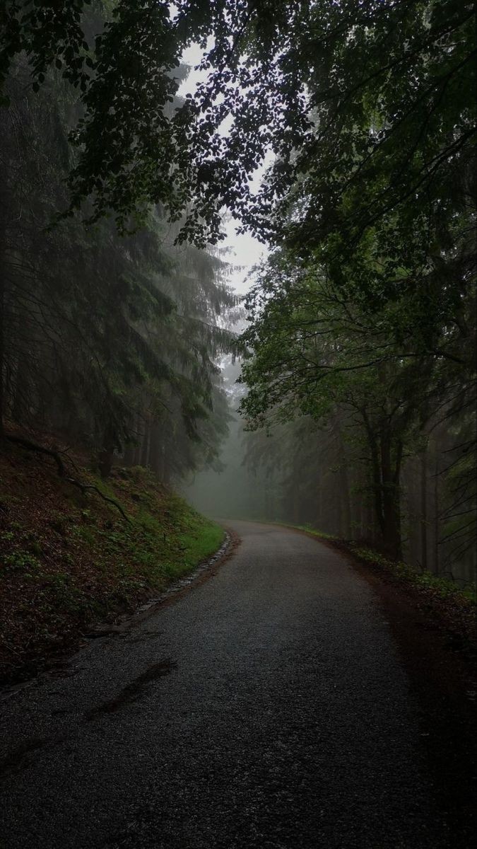 elemmiressoul's tweet photo. peaceful forest road. https://t.co/ucokt6DE0R