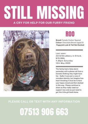 Please RT and help #bringroohome 🙏 She went missing on Saturday 13th May 2023 from the Elford area #B79 Have you seen this girl? Please call number below if you have seen her. Thank you 🙏💕🐾 #missingdog #CockerSpaniel #dogs #Staffordshire #Tamworth #Lichfield