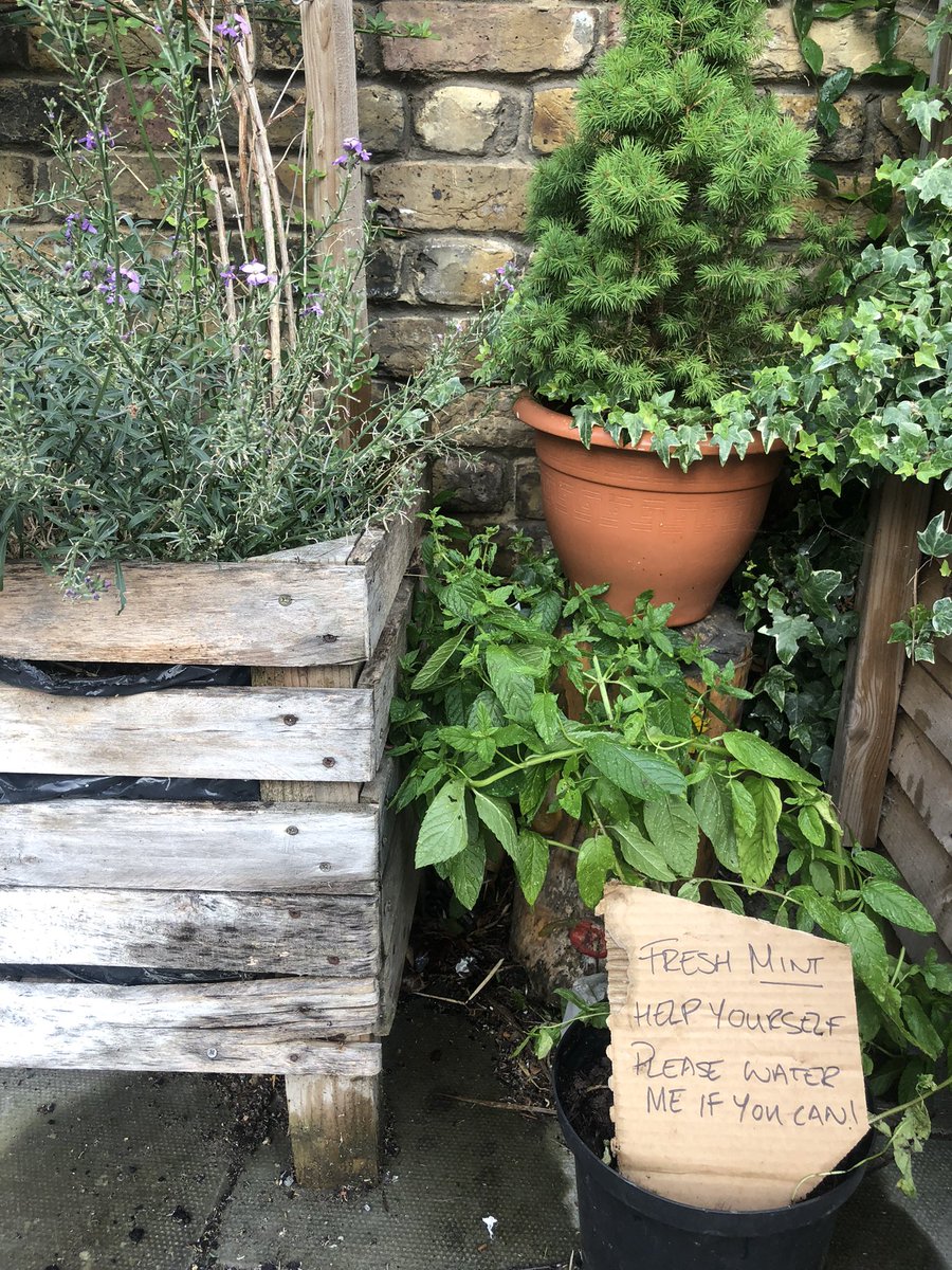 Love to see this 💚

No excuses for buying mint wrapped in plastic packaging 🙅🏼‍♀️🍃 

#LoveLambeth #FoodGrowing #ZeroWaste #NoPlasticPlease