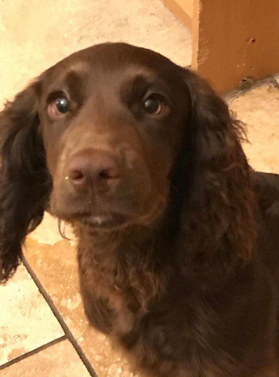 iamsarahlb's tweet photo. #bringroohome https://t.co/sFZIJeILmi