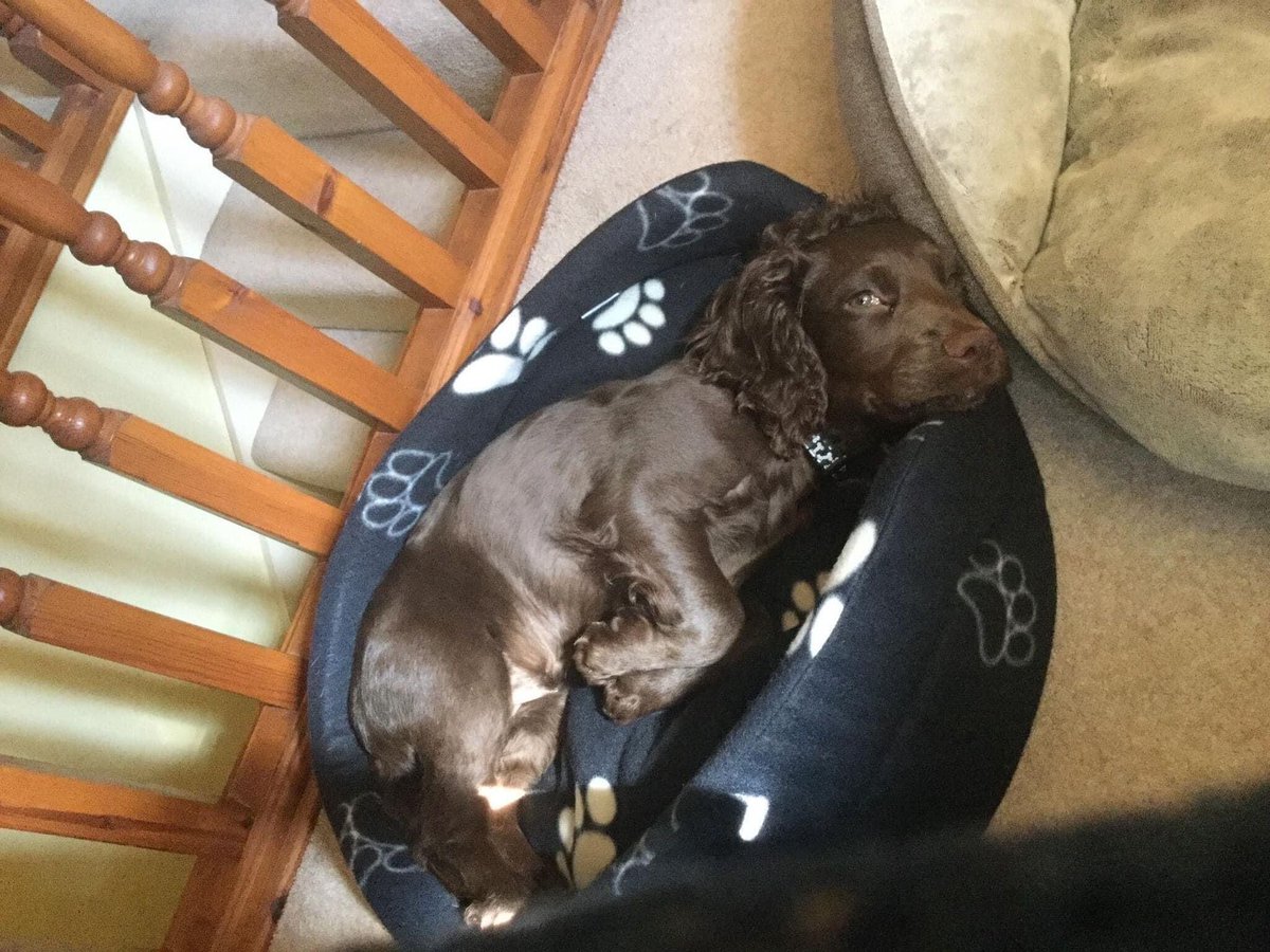 iamsarahlb's tweet photo. #bringroohome https://t.co/sFZIJeILmi