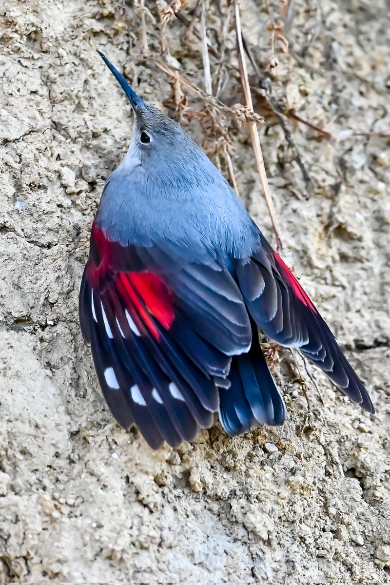 The Wallcreeper bring the #Red in the #VIBGYORinNature theme of #IndiAves 
#ThePhotoHour #birdphotography #BBCWildlifePOTD #birdwatching #NaturePhotography #birding #birds @NatureIn_Focus @NatGeoIndia @NatureattheBest @SonyBBCEarth @WildlifeMag