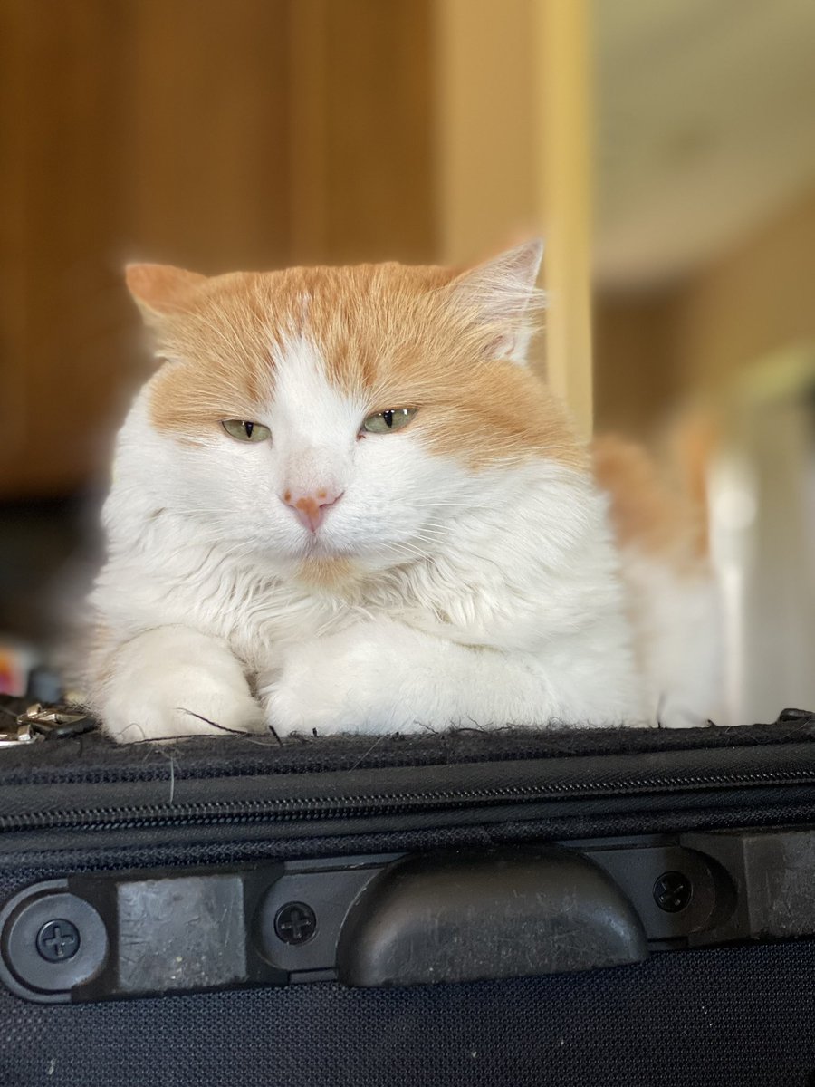 Nobody can judge you like a cat can judge you.