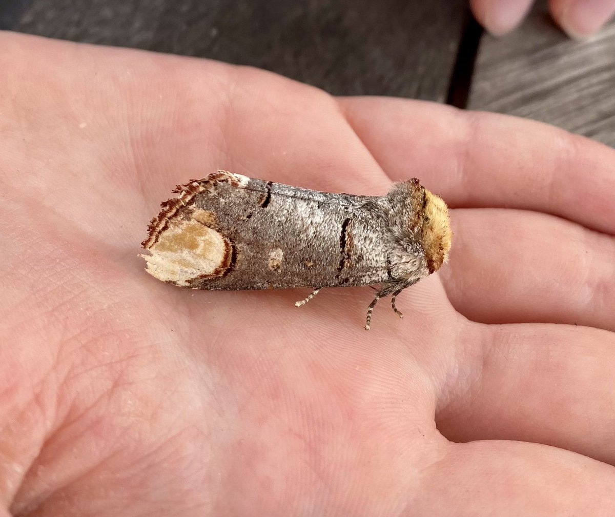 catpat2017's tweet photo. This #InsectWeek23 has seen some good weather for moth trapping in the garden. So many beautiful moths - but the Buff-tip has to be one of my favourite! @savebutterflies @Buzz_dont_tweet https://t.co/hoj2a1oTGP