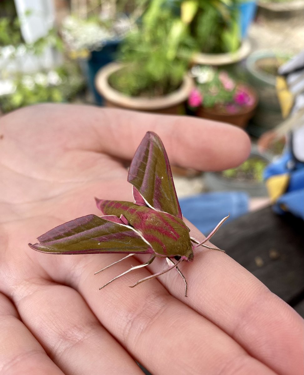 catpat2017's tweet photo. This #InsectWeek23 has seen some good weather for moth trapping in the garden. So many beautiful moths - but the Buff-tip has to be one of my favourite! @savebutterflies @Buzz_dont_tweet https://t.co/hoj2a1oTGP