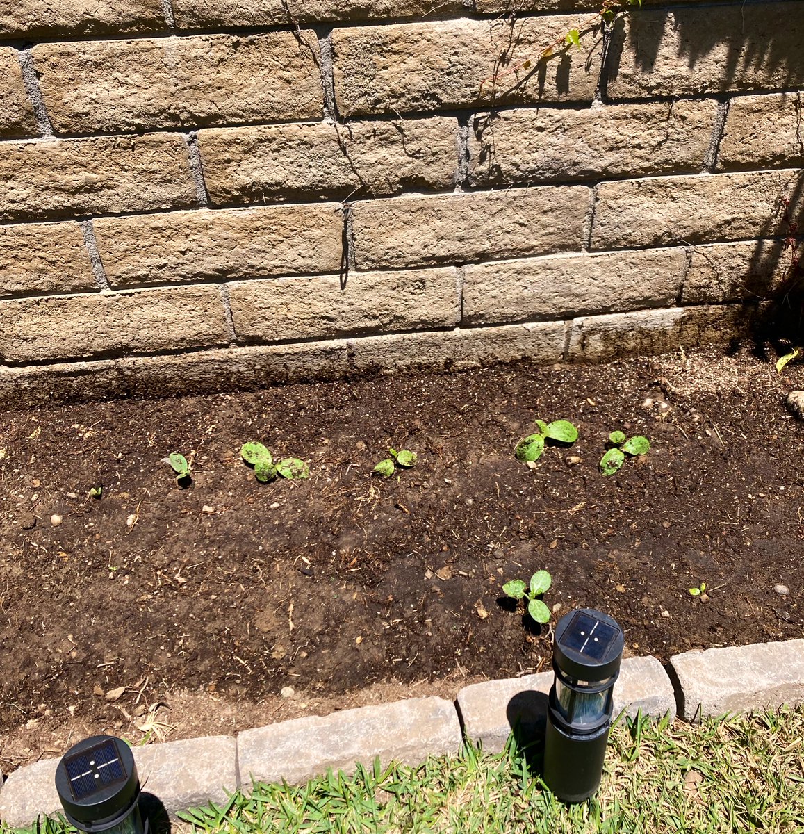 Garden number two with pumpkins.