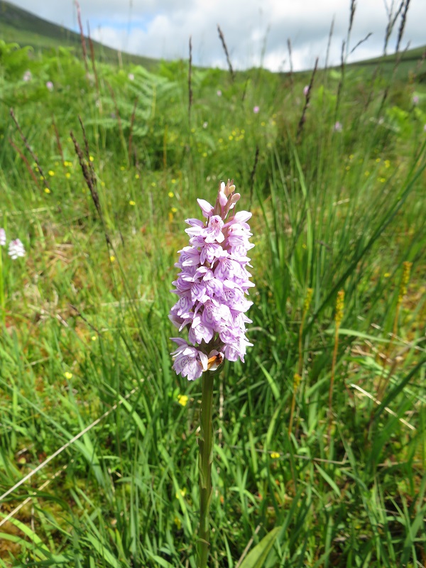 Heath Spotted-orchid in flush, Blackstairs Mountains, Wexford #wildflowerhour @BSBI_Ireland @BSBIbotany