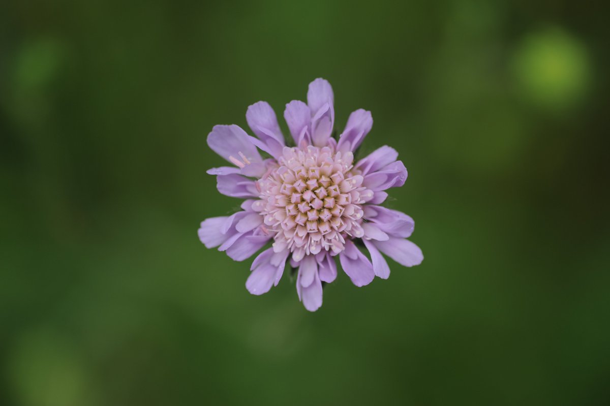 The distinctive flower head shot of field scabious Knautia arvensis, growing along the grand canal earlier this week @BSBIbotany @BSBI_Ireland #wildflowerhour
