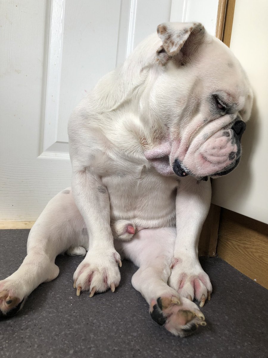 blandshar6650's tweet photo. Karl been on the pull last night and had 1 to many 🤣🤣🤣🤣💪#bulldogs #pets #humour#bulldoglife #bullbreed #ilovealldogs https://t.co/9wTo1tqM6s