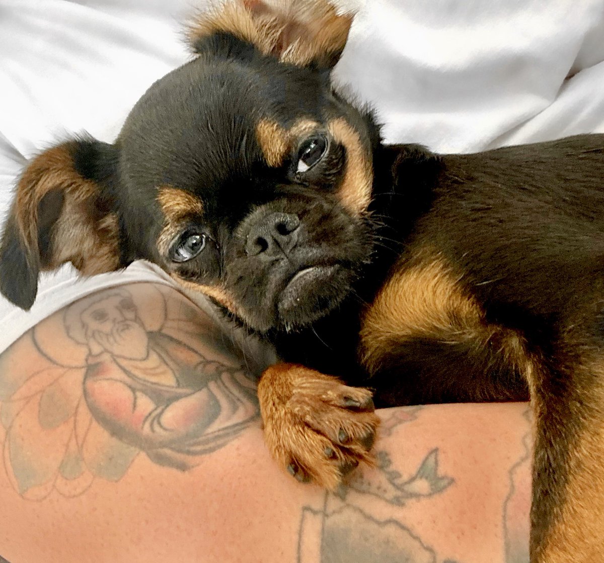 Say hello to the newest member of the family, “Eleanor Roosevelt” ~ smooth  coat Brussels Griffon. Finally General Douglas MacArthur has a playmate! 🐶, image size:1200x1120