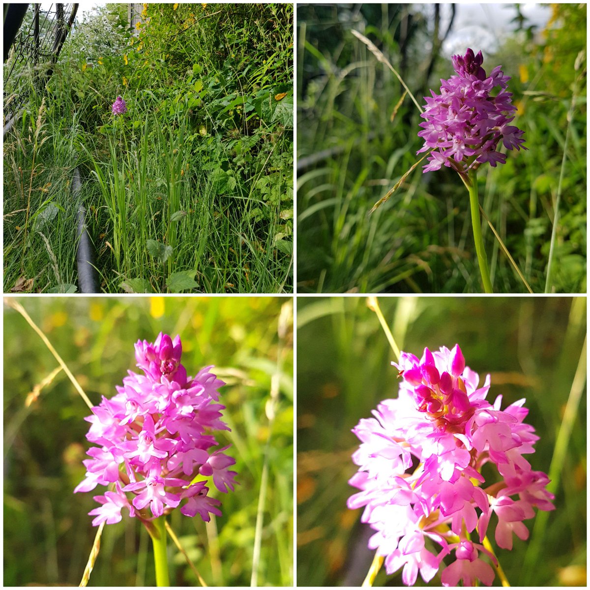 m_h_shelton's tweet photo. OMG!!! I found an orchid in my back garden! 😄
#PyramidalOrchid 
#Orchid 
#WildFlowerHour https://t.co/vEdkSFXDEG