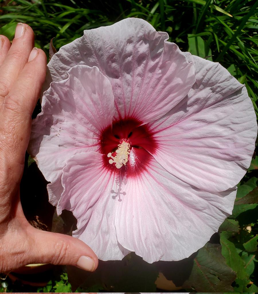 MM Pack (@mmpackeatwrite) on Twitter photo These giant mallow blossoms last only a day, but they sure are lovely for their short duration. On the Texas Gulf Coast. #FlowerReport <a href="/alyssaharad/">Alyssa Harad is at the sky place. DM for invites.</a> These giant mallow blossoms last only a day, but they sure are lovely for their short duration. On the Texas Gulf Coast. #FlowerReport <a href="/alyssaharad/">Alyssa Harad is at the sky place. DM for invites.</a>