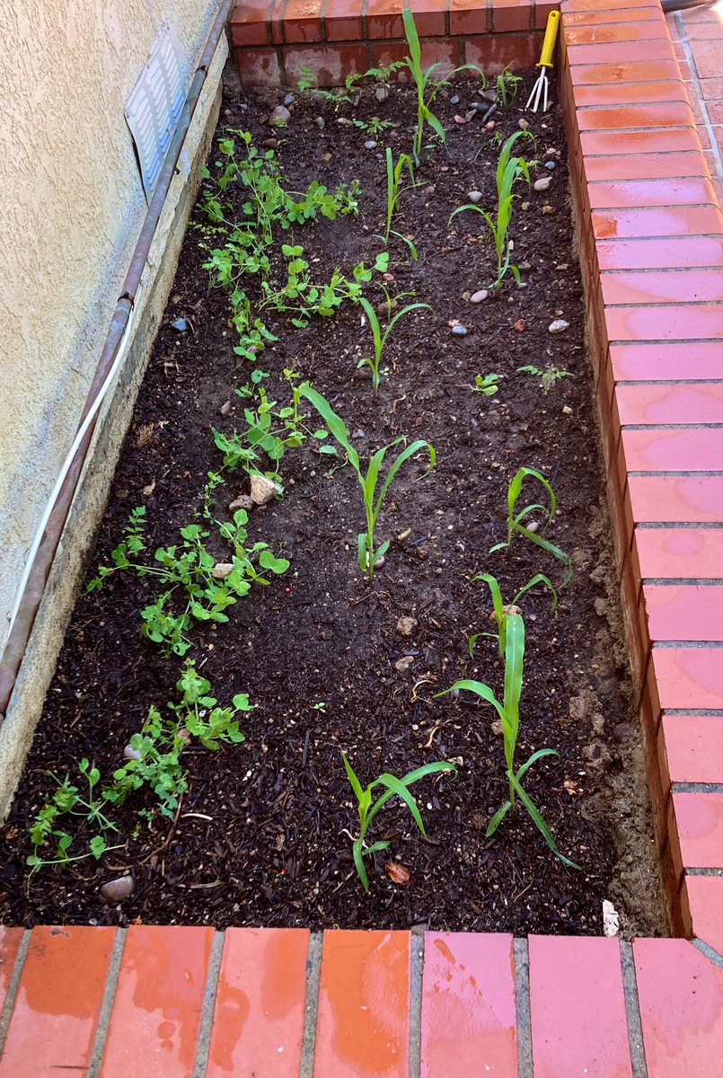 Garden number one with sweet peas and corn.