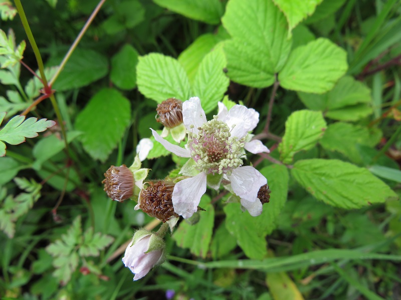 Rubus flexuosus along forest road, Portlaw, Waterford #wildflowerhour @BSBIbotany