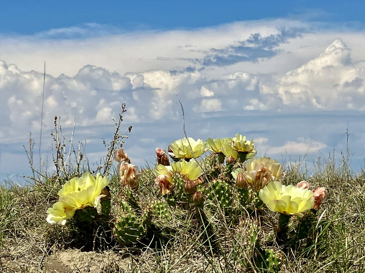 TKRanch's tweet photo. Maybe the cactus will get a drink.

#hopingforrain https://t.co/MvmLamZI6M