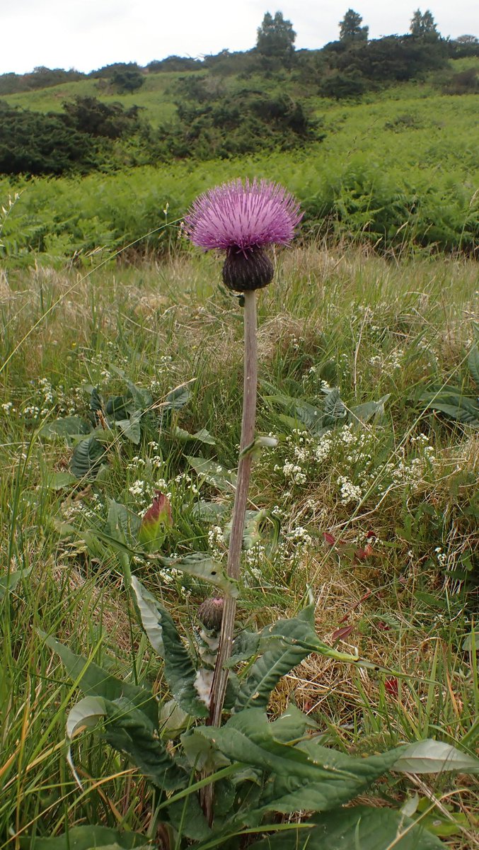 Melancholy Thistle, Cirsium heterophyllum, in Upper Teesdale,  for the #WildflowerHour #Thistles challenge. A very slight cheat, as it was last Saturday that I saw this, which is *just* over a week ago. I am sure you will forgive me though since it is such a magnificent specimen!