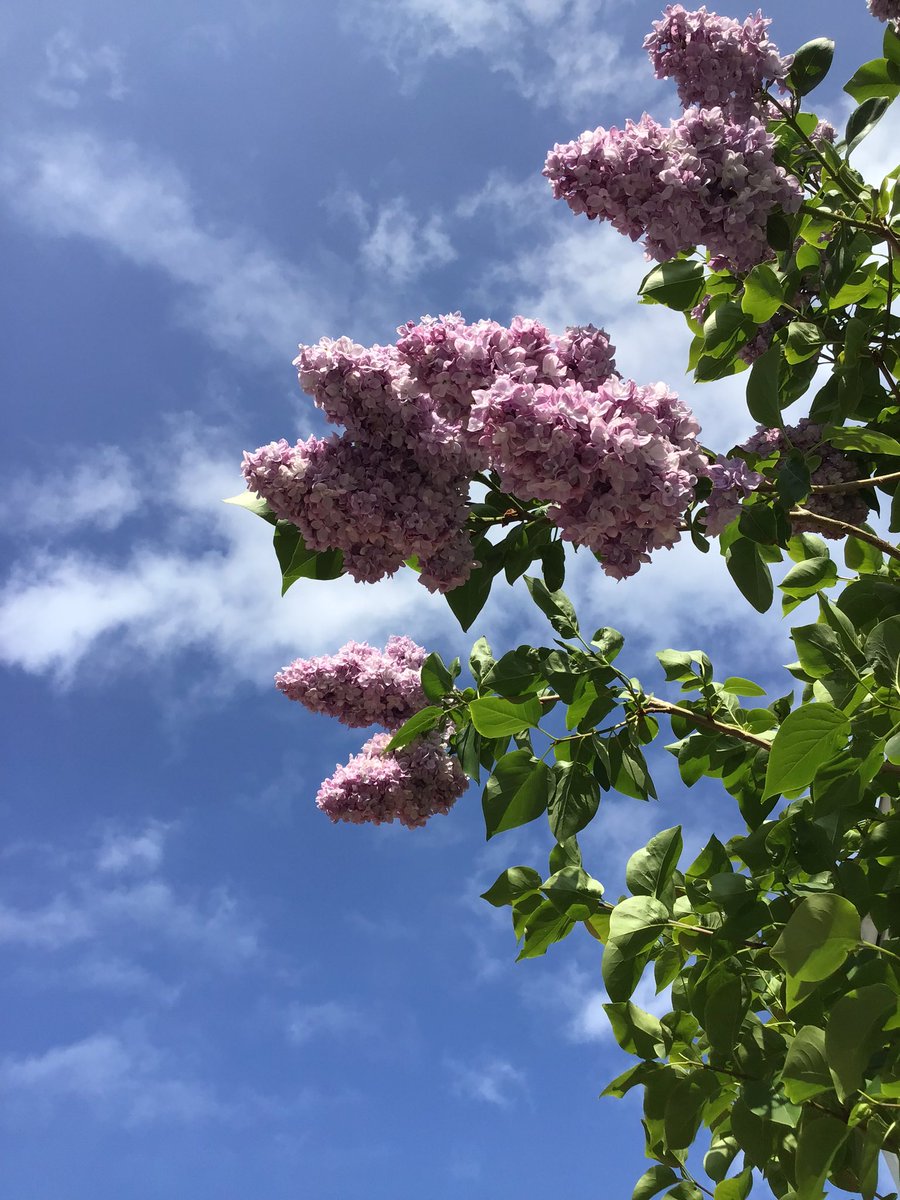 commit2presence's tweet photo. Lilacs https://t.co/eJT0eDkSyt