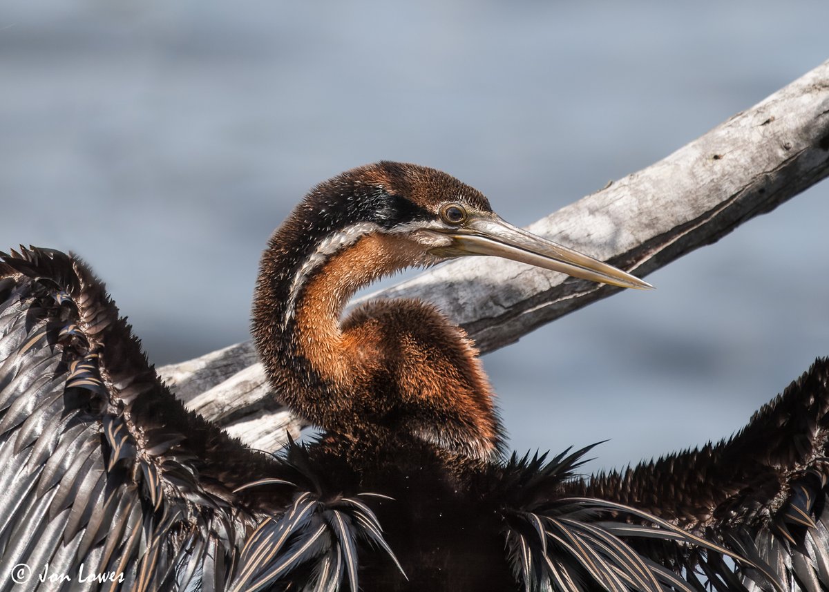 From the archives - African Darter (Anhinga rufa rufa), Langvlei, Wilderness National Park, South Africa, 08/11/2009 ebird.org/checklist/S417… #bird #birds #birdphotography #birding #birdwatching #nature #wildlife #NaturePhotography