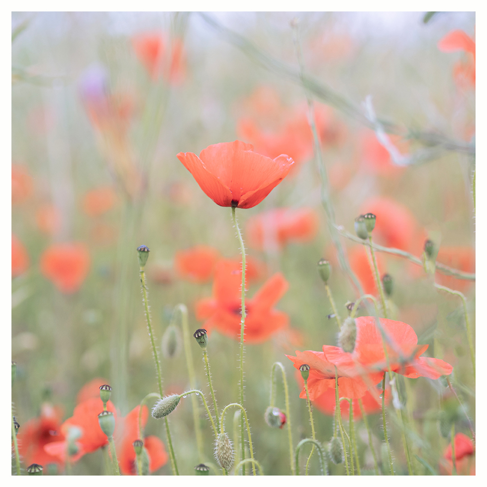 Field Poppies, Papaver rhoeas.
#wildlfowerhour