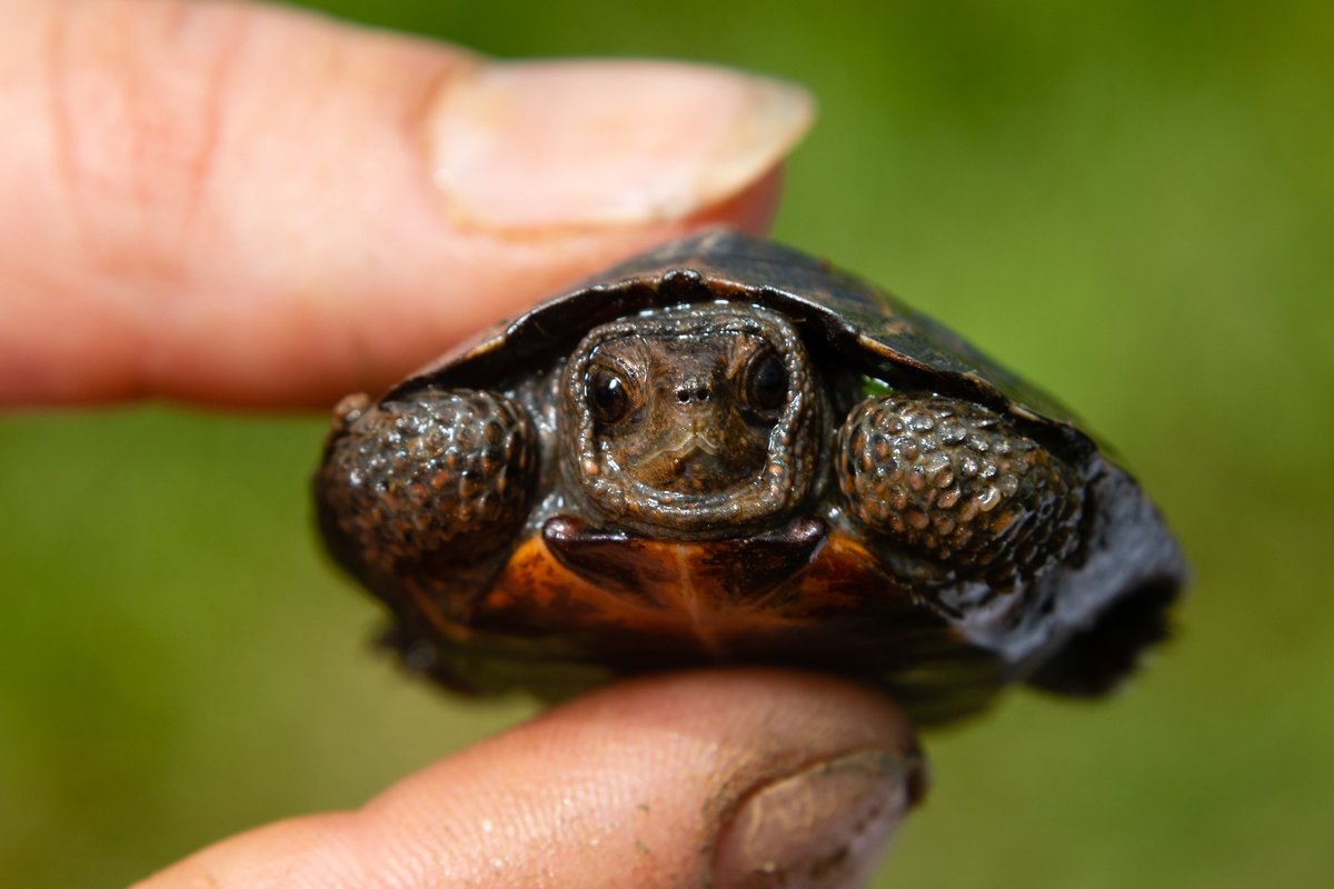 Bog turtles are North America’s smallest species of turtle and live in wetland habitats. Fully grown, they measure under four and a half inches long. This bog turtle was found during a survey by Maryland Department of Natural Resources in 2018.