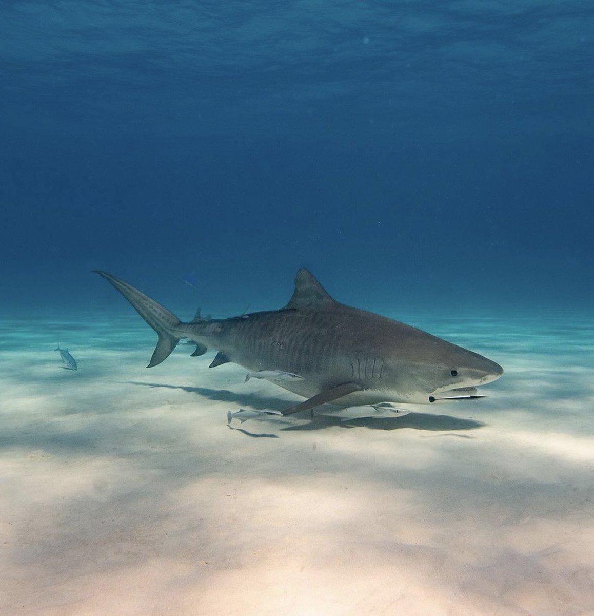 — today’s silly little sea creature is the tiger shark !!