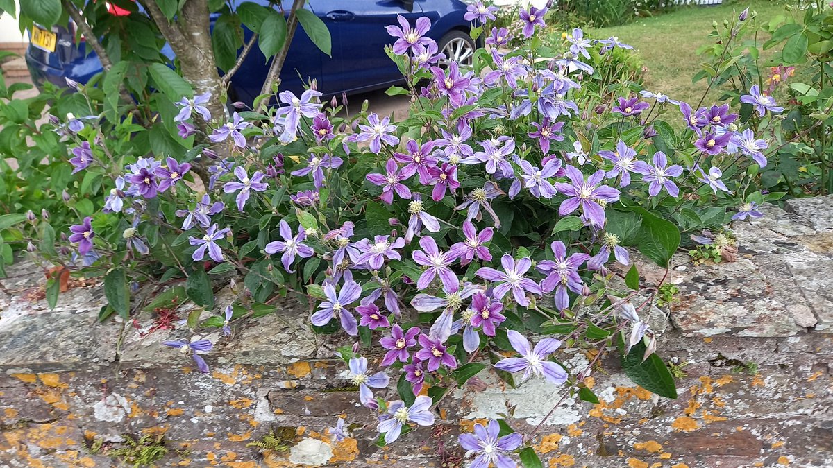 Not all clematis will instinctively scramble up a wall or trellis. Here's one of mine - Arabella - which simply enjoys flopping over the low front wall & producing far too many mauve-blue blooms to count reliably & for many summer weeks.
 
grahamsgardenbuddies.wordpress.com