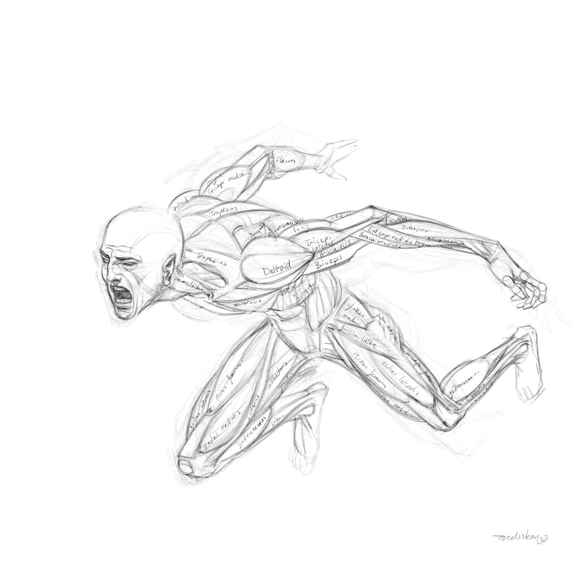 Anatomy study from imagination
#figuresketch #figuredrawing #drawinganatomy  #dibujos #dessin #sketching  #dessin #sketch #dibujo  #デサイン  #絵  #desenho #zeichnung #çizim