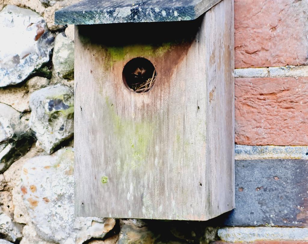 fbuner's tweet photo. Good evening, Mrs #Wren. I trust my accommodation is to your liking? #birdbox #nestbox
#everyoneshouldhaveone https://t.co/kMR1pMXz1e