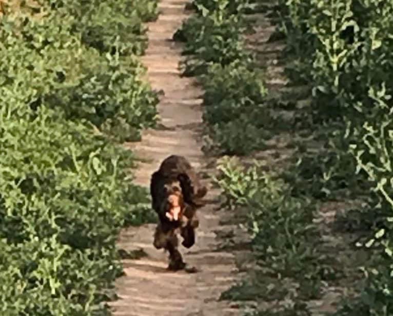 Life_BreakDown's tweet photo. Missing since May 135th Roo is microchipped and very missed. She was last seen along the A513 in Elford.
Help bring her home
#bringroohome #missingdog #doglost #missingdoguk https://t.co/xs7faAK5vO